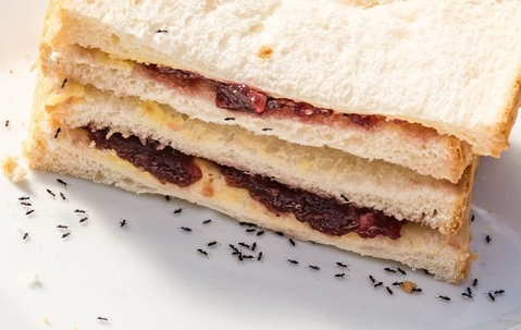 ants and sandwich