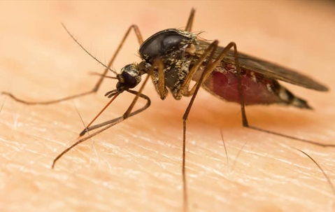 up close image of a mosquito biting a human arm