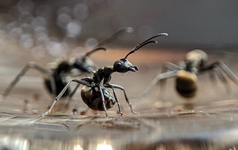 carpenter ant