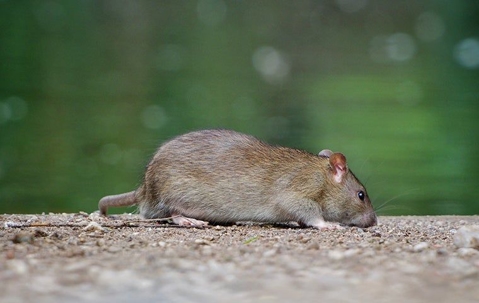 mouse