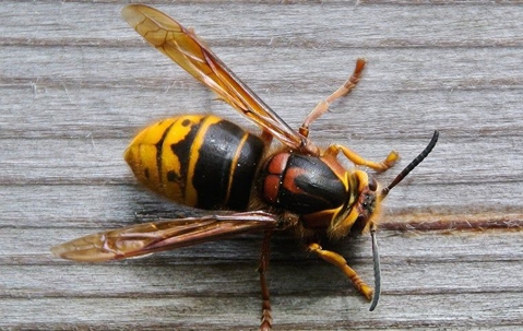 wasp