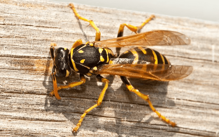 wasp