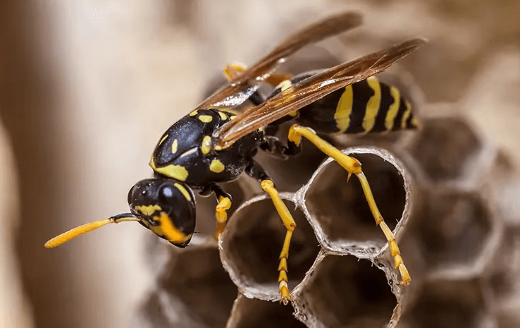 wasp