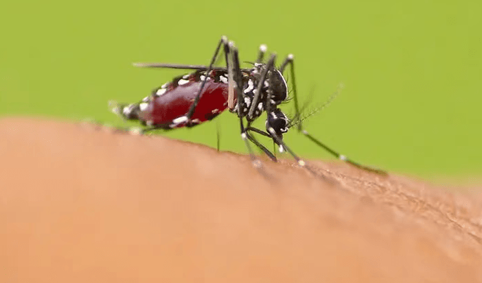 mosquito on arm