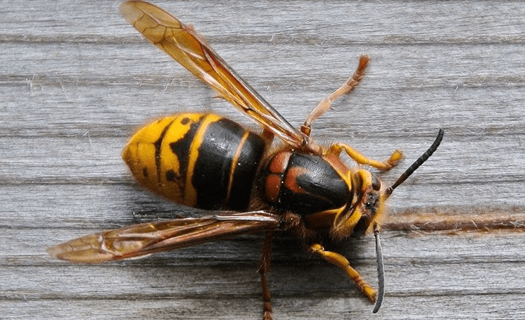 wasp