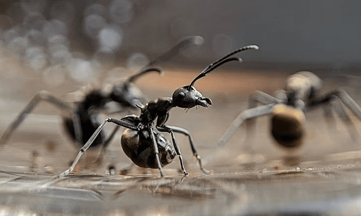 carpenter ant