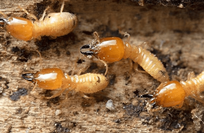 termite