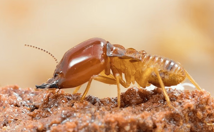 termite