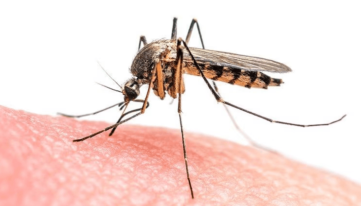 mosquito