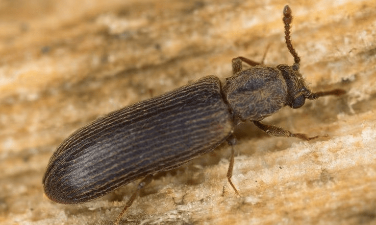 powderpost beetle