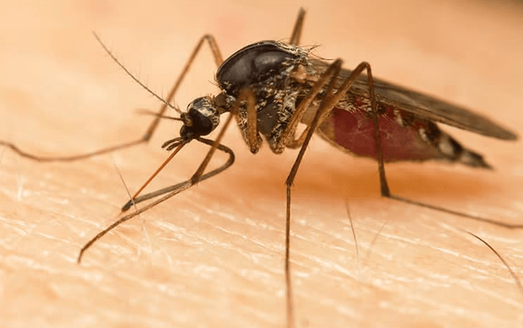 up close image of a mosquito biting a human arm