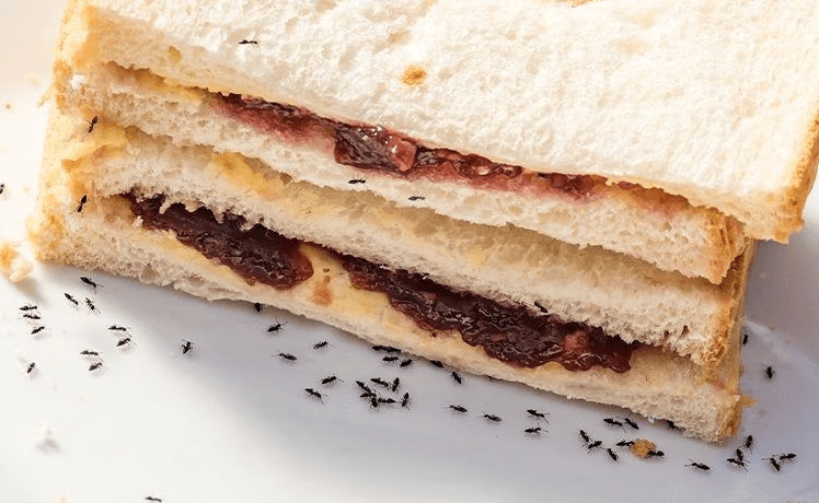 ants and sandwich