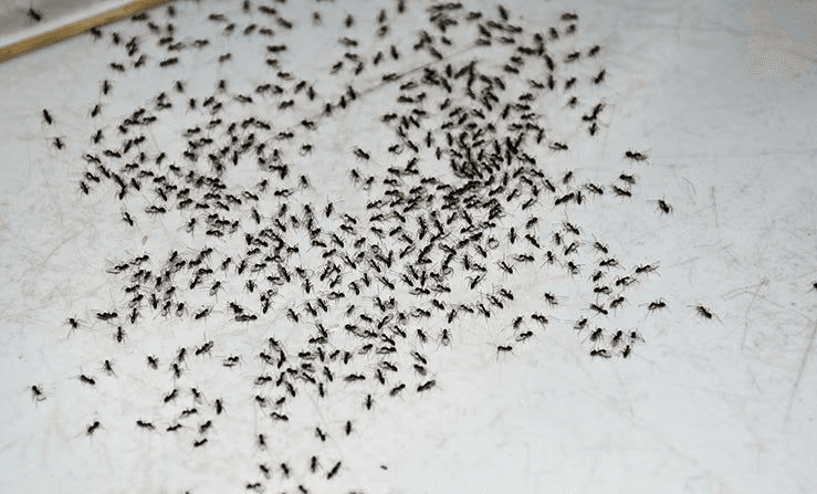 ants on a floor